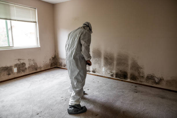 Trusted Socorro, TX Mold Inspection, Removal & Remediation Experts